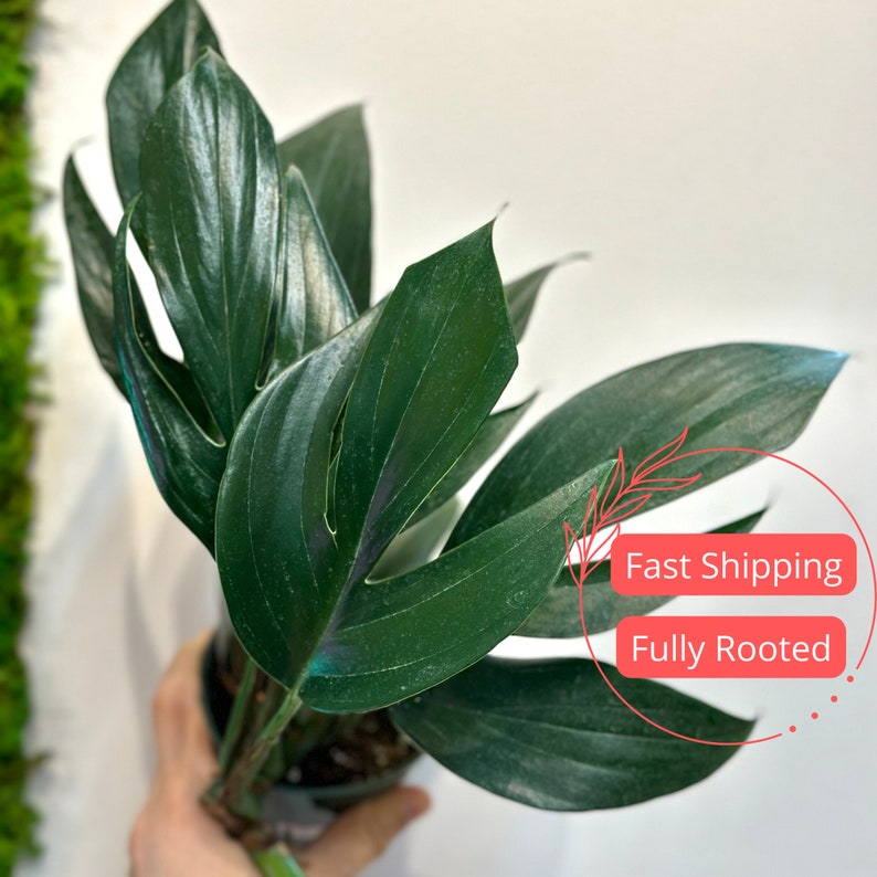 Rhaphidophora Decursiva | 4" Rare Dragon Tail Plant | Monstera Dragon Tail | Indoor House Plant | Exotic Foliage