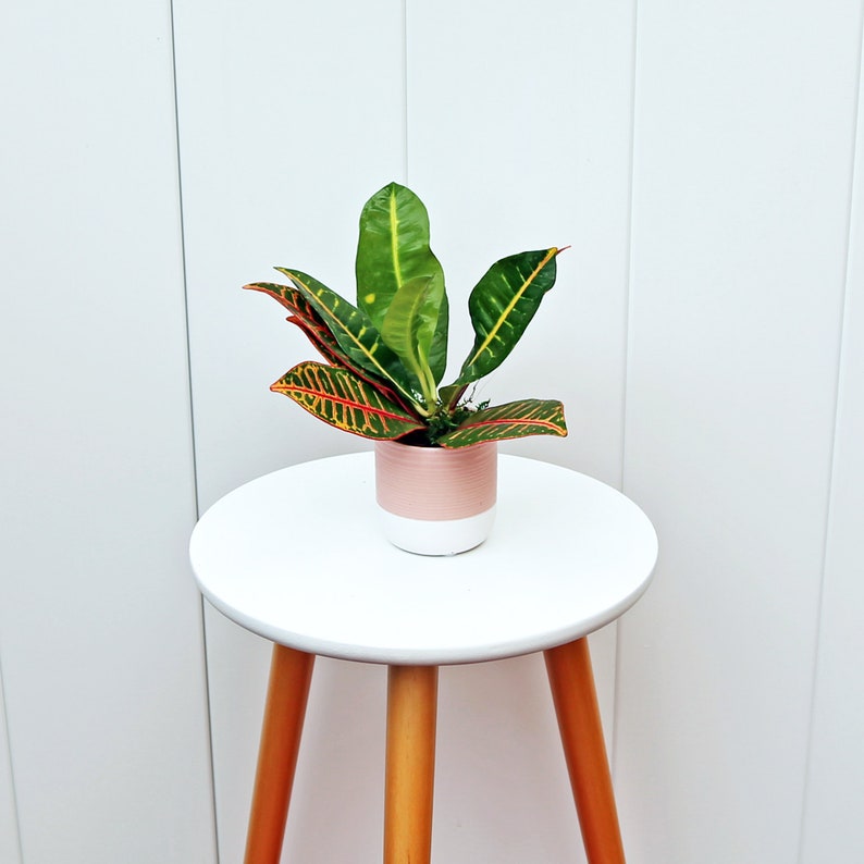 Live Croton Plant - Variegated Petra in Ceramic Pot - Codiaeum Variegatum - Indoor Air Purifying Houseplant Gift