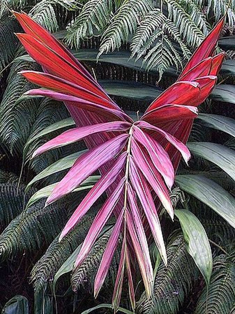 feather palm plant Chambeyronia hookeri Live Plant - Yellow Trunk Red Feather Palm