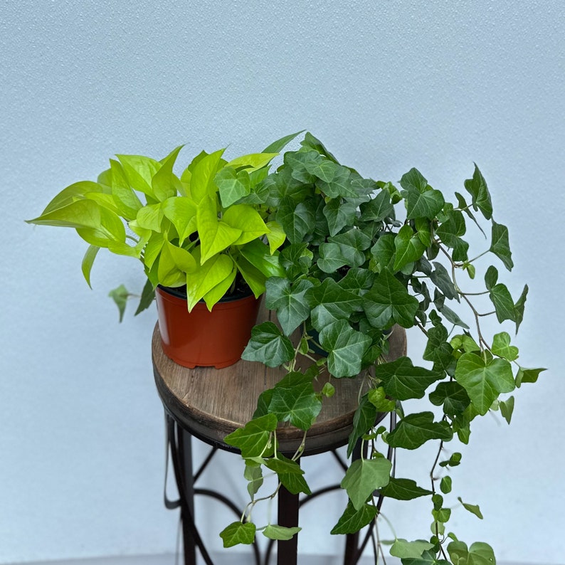 LIVE 6-Inch Potted Plants Combo: Neon Pothos & Ivy Hedera Helix, Indoor Houseplants, Gardener Gift, Plant Decoration
