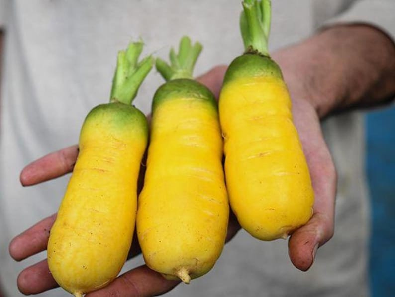 Uzbek Golden Carrot Seeds, 50 Pack, Heirloom Yellow Root Vegetable, Daucus carota, Easy to Grow for Garden or Farm