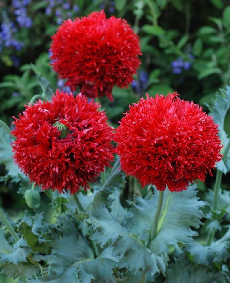 Crimson Feathers Poppy Seeds, 25 Pack, Papaver Rhoeas, Vibrant Red Flower, Non-GMO, Ideal for Garden or Gift