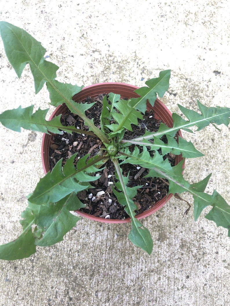 Dandelion Plant in 4'' Pot - Organic Taraxacum Officinale - Wild Herb for Tea & Salad - No Pesticides, Grown in Backyard