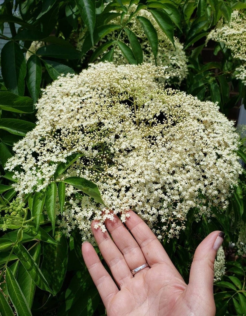 Elderberry Cuttings - 4 Plant Cuttings + 2 Free Climbing Pink Rose Cuttings - Sambucus nigra - Easy to Grow Superfood