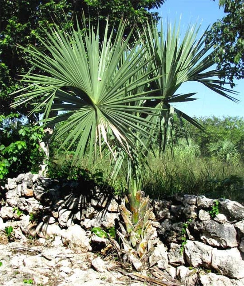 Sabal Yapa Palm - Live Plant - Hardy Outdoor Variety - Sabal yapa - Florida Grown, Pest Inspected, Minor Blemishes Possible