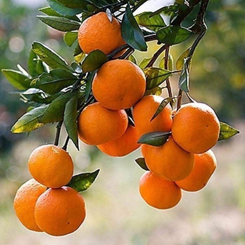Fallglo Tangerine Tree Grafted 3ft - 4ft Tall Citrus reticulata 'Fallglo'