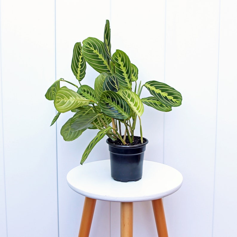 buy prayer plant seeds LIVE 4" Pot Lemon Prayer Plant, Lemon Maranta, Potted House Plant for Office Decor, Indoor Plant