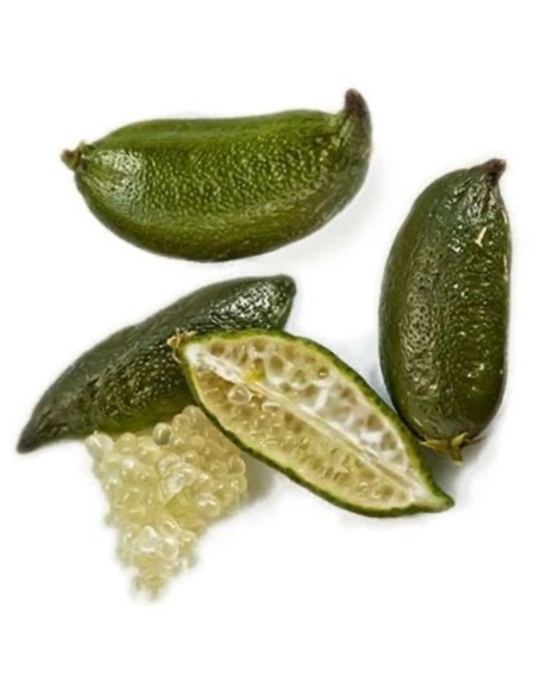 Finger Lime Tree - 2ft Grafted Green Variety - Citrus australasica - Indoor/Outdoor Plant, No Shipping Available