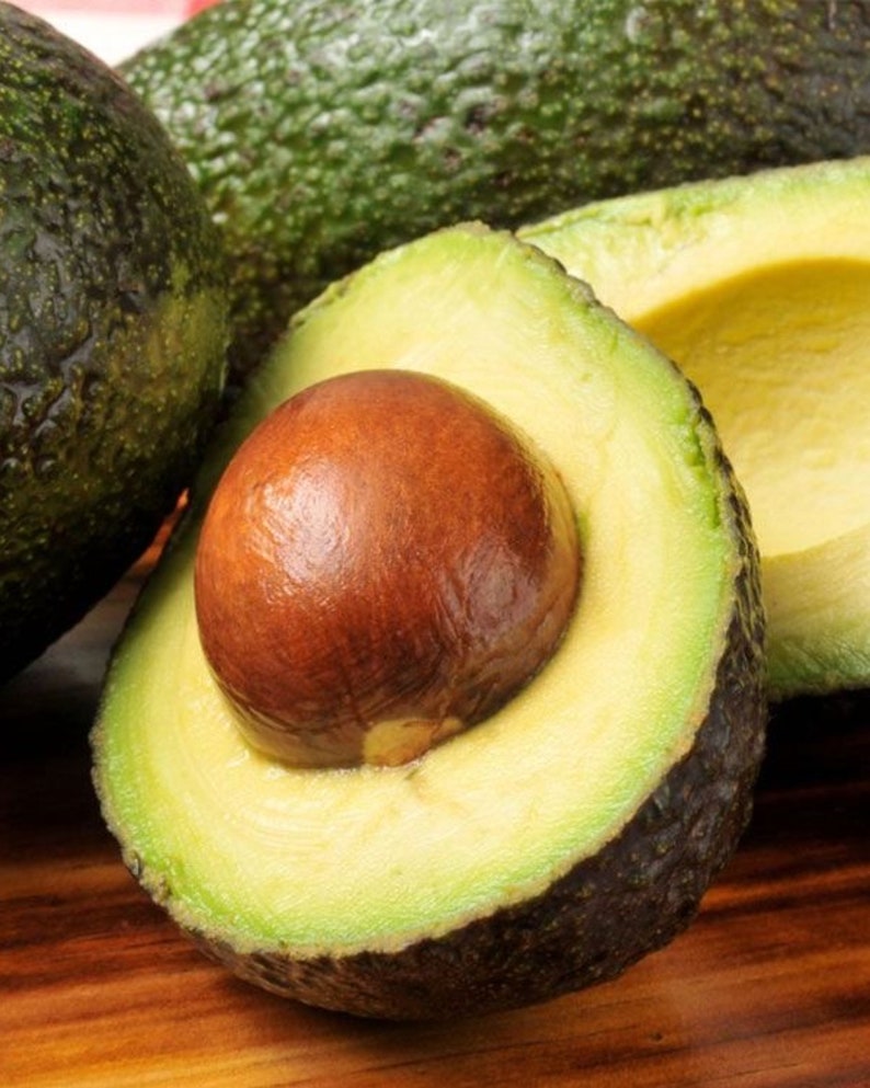 Fantastic Avocado Tree 3ft and Up - Persea americana - Healthy Air Layered Plant, No Shipping to CA