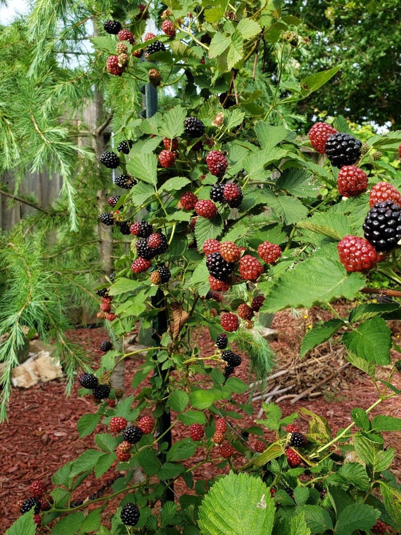 Thornless Blackberry Starter Plant