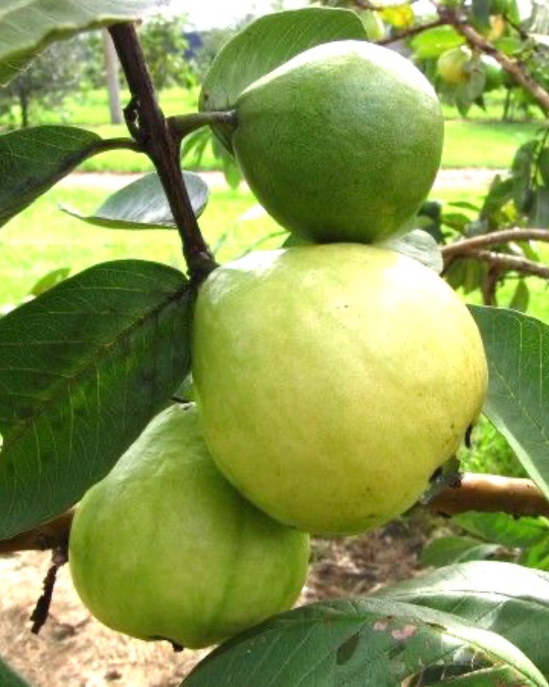 Mexican White Guava Tree 3ft Air Layered - Psidium guajava - Tropical Fruit Plant for Home Garden, Not Shippable to CA
