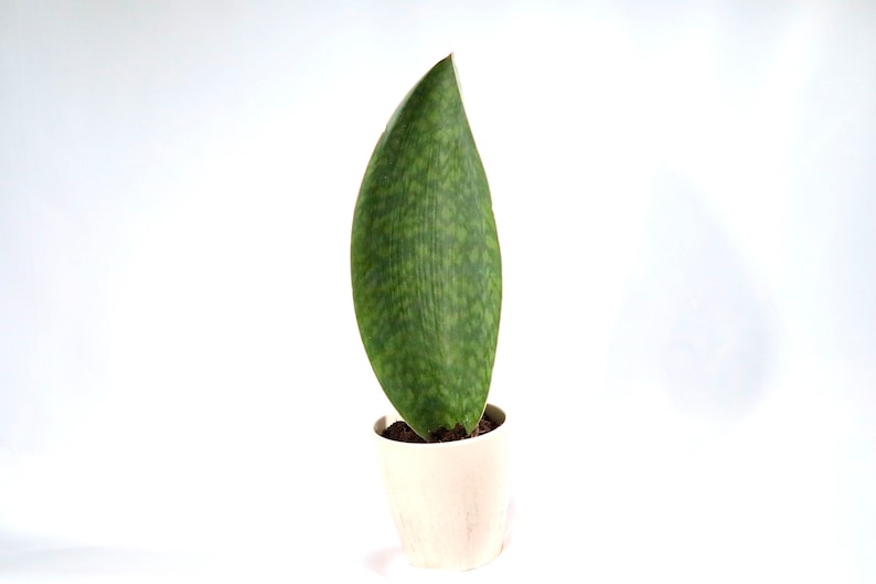 shark fin vs whale fin sansevieria Sansevieria Shark Fin | 4" Live Plant | Whale Fin Snake Plant