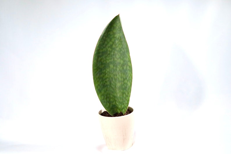 Sansevieria Whale Fin | 4" Pot | Live Air Purifying Snake Plant | Sansevieria Masoniana | Low Light Houseplant | Pet Friendly