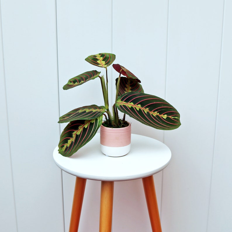 Live Red Prayer Plant in Ceramic Pot - Maranta leuconeura - Small Indoor House Plant, Ideal Housewarming & Mother's Day Gift