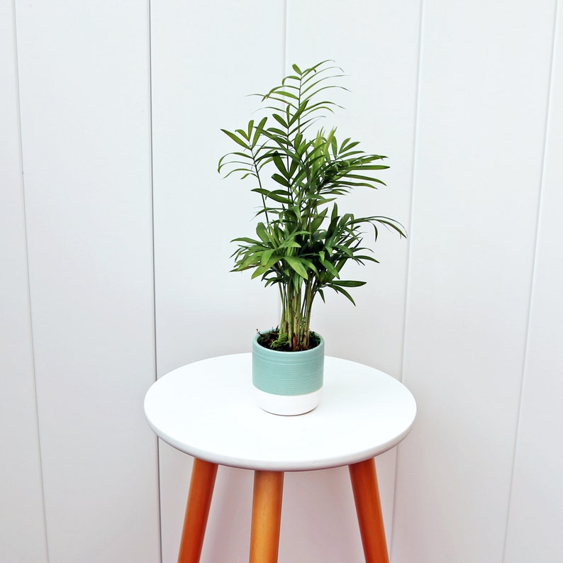 LIVE Parlor Palm Plant - Chamaedorea Elegans - Large Indoor House Plant - Perfect Mother's Day & Valentine's Gift