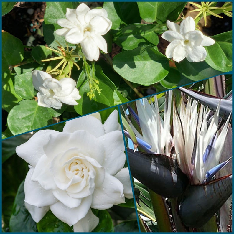 Gardenia Veitchii, Sambac Jasmine & Strelitzia Nicolai Multi-Trio 3pk - Live Plants in 2” & Rose Pot - Eco-Friendly