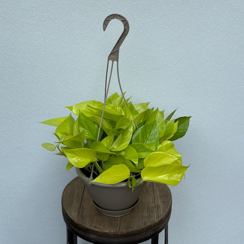 8 inch pothos LIVE 8 Inch Neon Pothos Hanging Basket | Trailing Indoor Plant