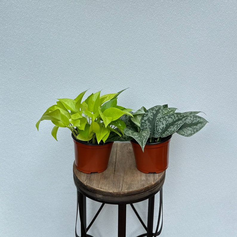 LIVE Potted House Plants Combo - 6 Inch Neon Pothos & Scindapsus Exotica - Variegated Indoor Plants - Great Gardener Gift
