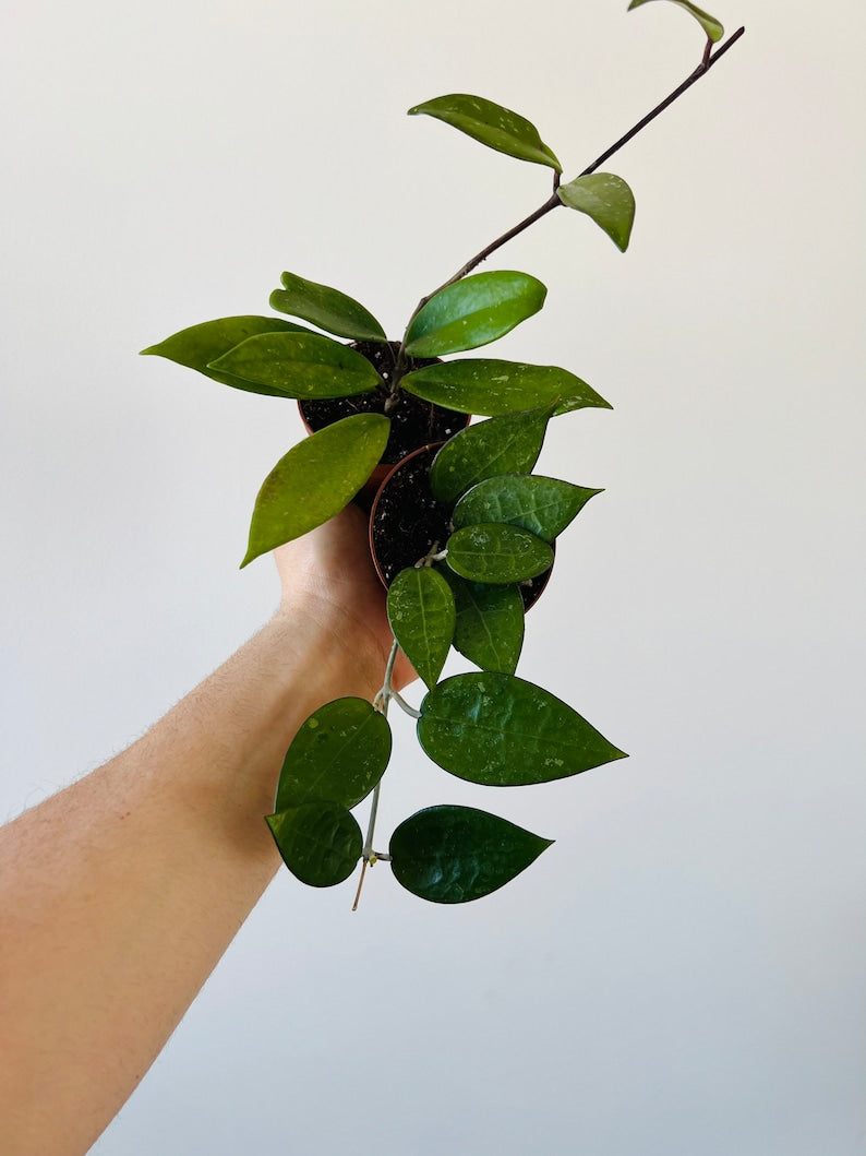 Rare Hoya Assortment 3” Pots - Hoya Acuta Splash & Pubicalyx Red Buttons - Live Houseplants for Collectors