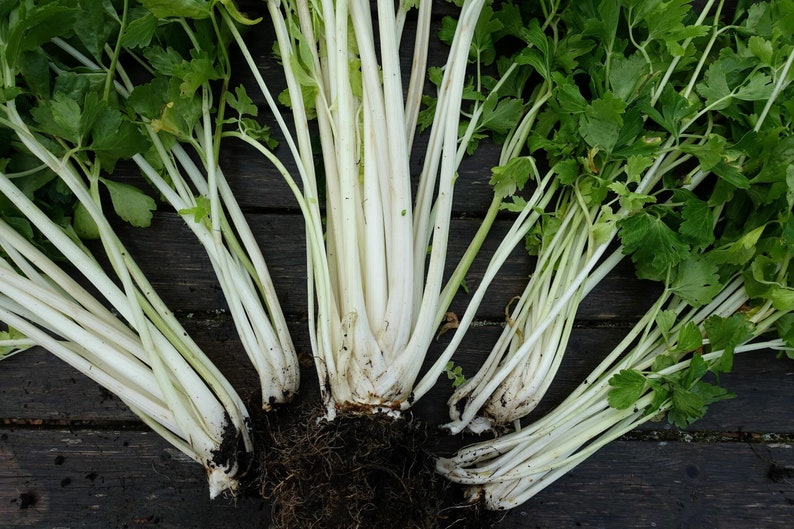 Chinese White Celery Seeds - Organic Non-GMO - Apium Graveolens - Easy to Grow Edible Vegetable for Container Gardening - 25 Seeds