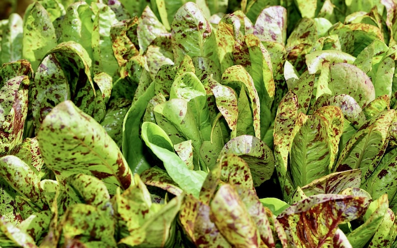 Forellenschluss Lettuce Seeds - 25 Non-GMO Heirloom Seeds, Unique Green & Maroon Leaf, Lactuca sativa, Easy to Grow Garden Vegetable
