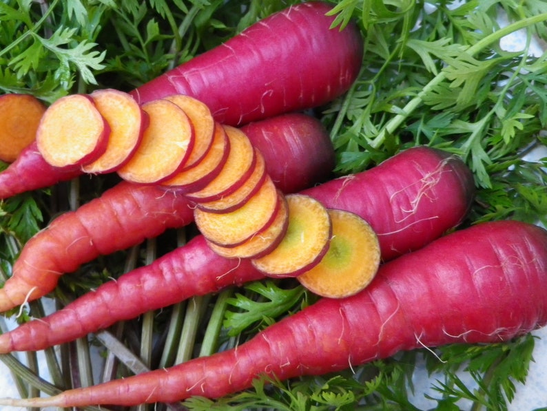 Cosmic Purple Carrot Seeds - 50 Pack, Daucus carota, Unique Purple Root Vegetable for Easy Garden Growing