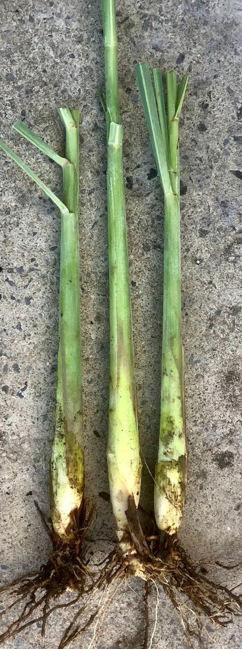 Live Lemongrass Plants - 2 Organic 4" Pots - Perennial Culinary Herb (Cymbopogon citratus) - Hardy & Easy to Grow