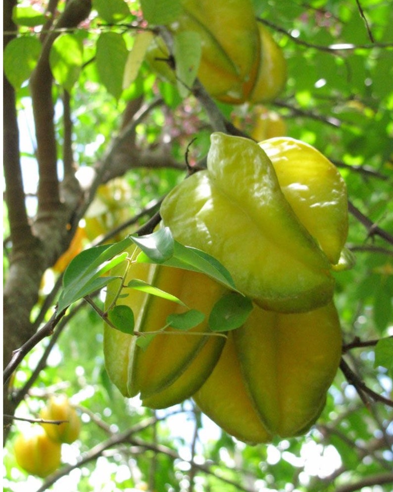 Sweet Star Fruit Tree 3ft+ with Flowers - Averrhoa carambola, Non-Shipping in California