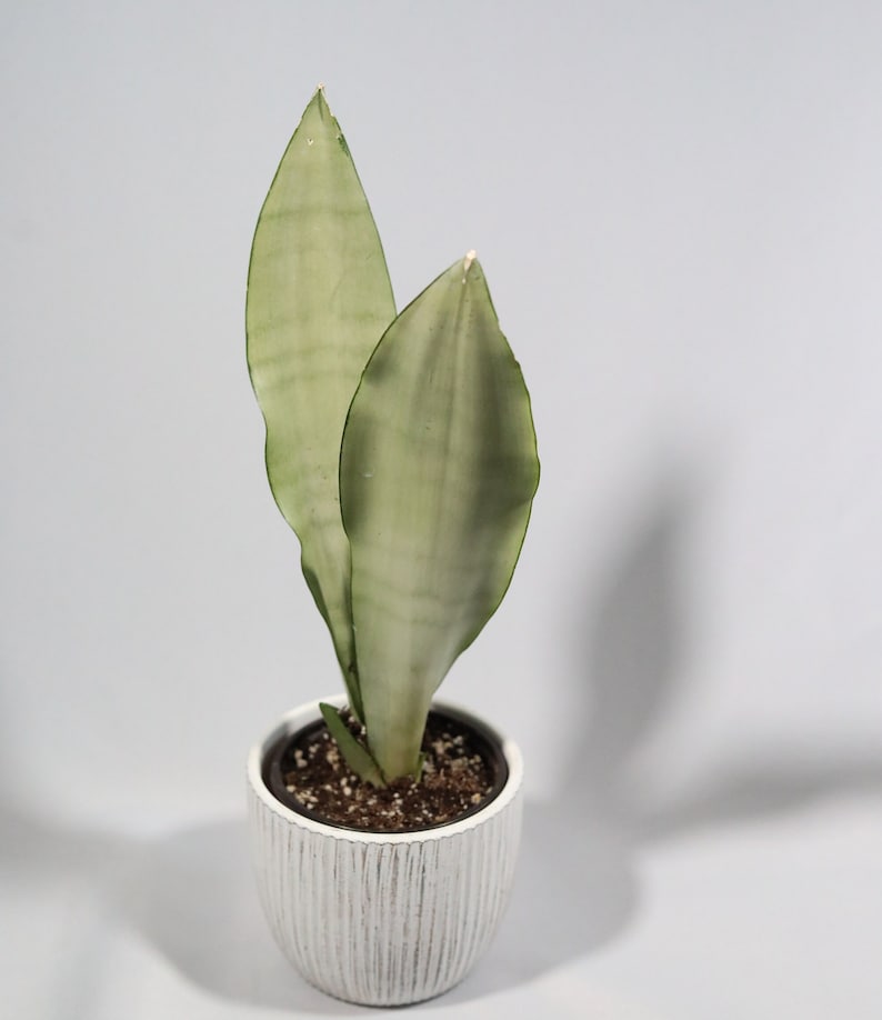 sansevieria masoniana seeds Moonshine Snake Plant 3” | Sansevieria Masoniana | Air Purifying Indoor Plant | Whale Fin Snake Plant