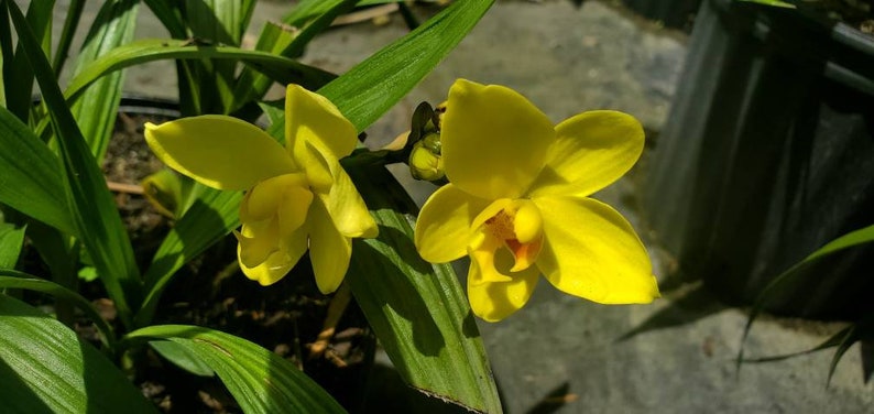 Spathoglottis gracilis - Yellow Ground Orchid - Live Plant - Outdoor Grown
