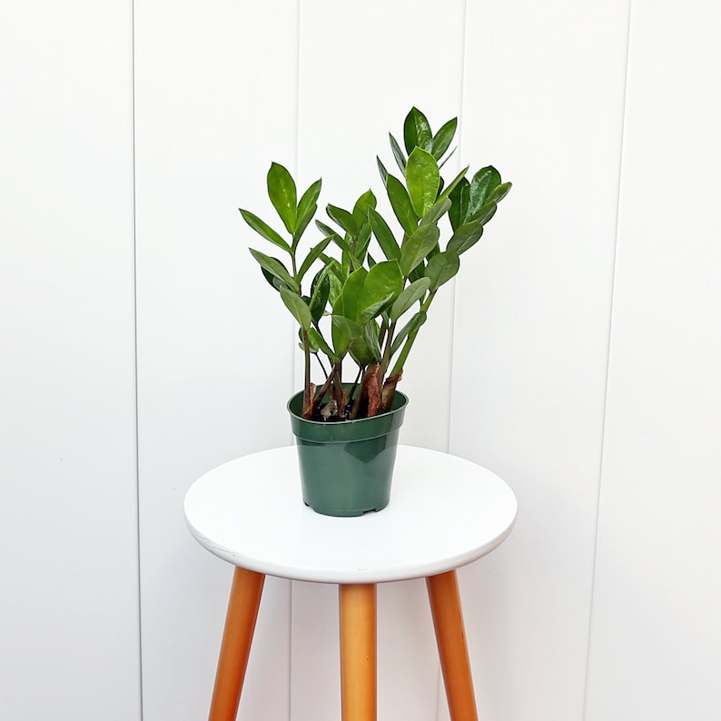 LIVE ZZ Plant 4” Pot - Zamioculcas Zamiifolia - Low Maintenance Houseplant for Home Decor, Housewarming & Birthday Gifts