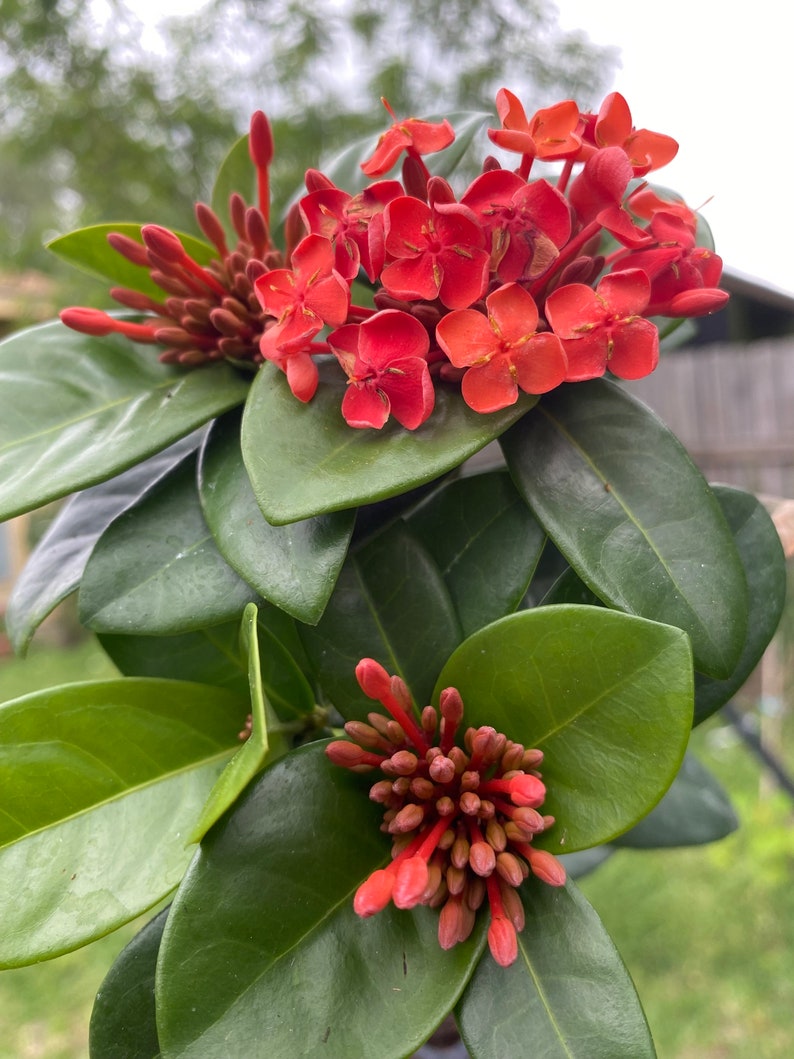 Flame of the Woods Plant - Ixora coccinea Maui Red - Flowering Shrub - 7-11in - Tropical Plant for Garden and Landscaping