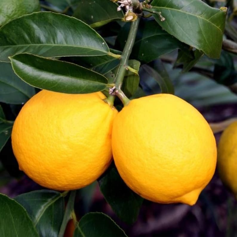 Dwarf Meyer Lemon Tree 3 Gallon Pot with Lemons - Citrus x meyeri - Indoor/Outdoor Plant