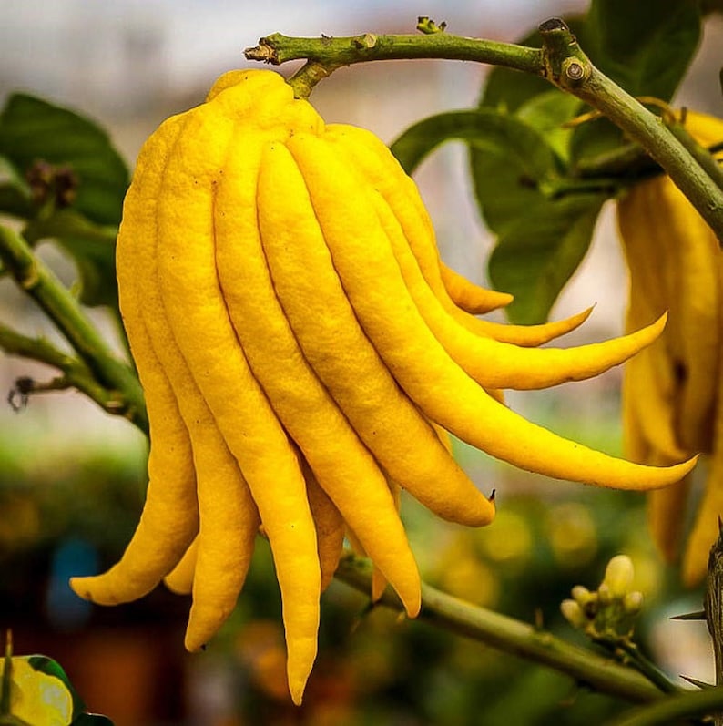 Budda's Hand Citrus Tree - Container Grown - Fragrant Fruit - Citrus medica var. sarcodactylis - Ships to Florida Only