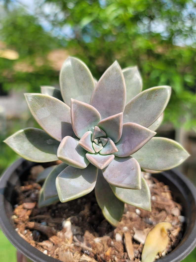 Ghost Plant Succulent - 2-5in - Graptopetalum paraguayense - Mother of Pearl Plant - Sedum weinbergii - Easy Care Houseplant