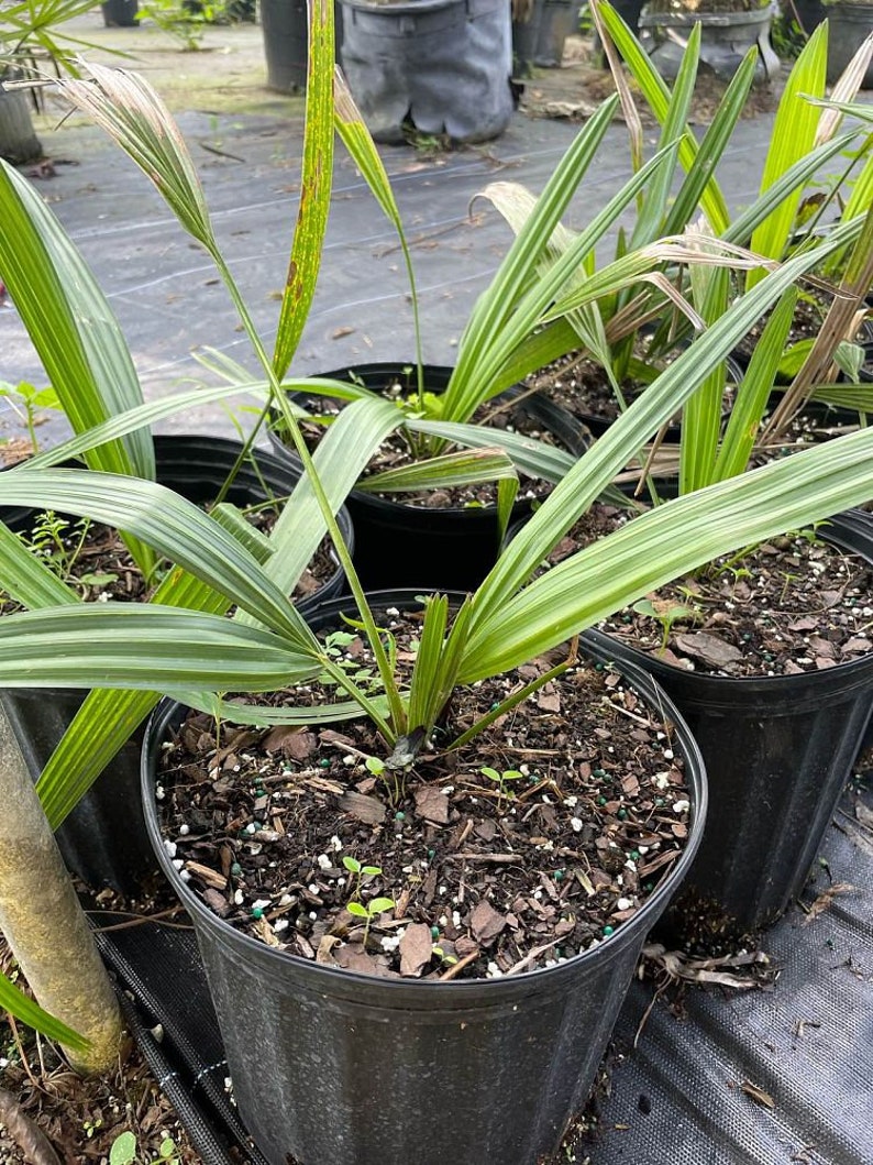 Sabal causiarum Live Plant - Puerto Rican Hat Palm - Outdoor Grown - Minor Blemishes - Tropical Houseplant