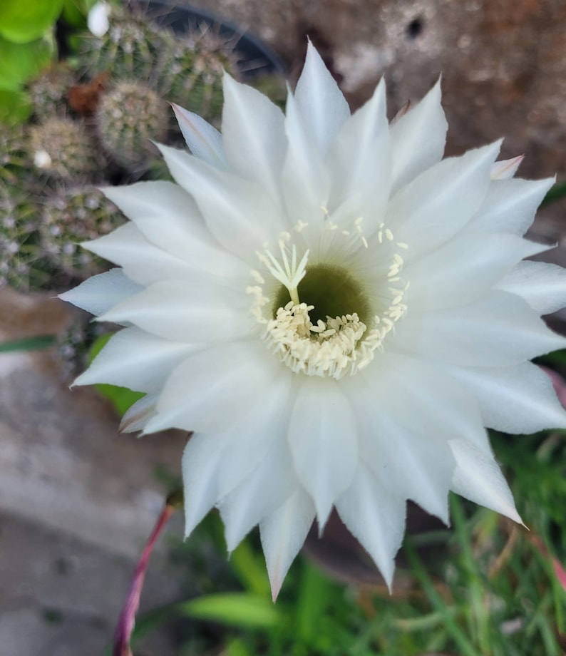 Echinopsis Tubiflora Plant - White Knight - 2-5 Inches - Echinopsis tubiflora - Unique Succulent from Argentina