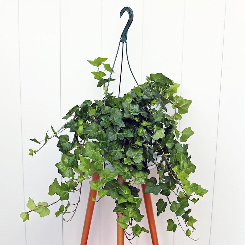 LIVE 8” Hanging Basket Ivy Plant, Hedera Helix, Low Light Houseplant, Air Purifying Vine, Perfect Gift for Home or Office