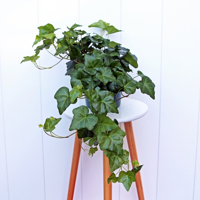 LIVE Ivy Plant 6” Pot, Hedera Helix, Air-Purifying Houseplant, Perfect Gift for Home, Sympathy, Housewarming, Valentine's