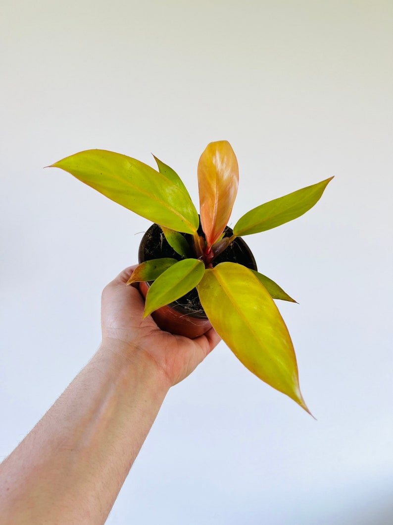 Philodendron Tangerine Plant - 4” Pot - Colorful Tropical Houseplant - Beginner Friendly - Philodendron Hybrid