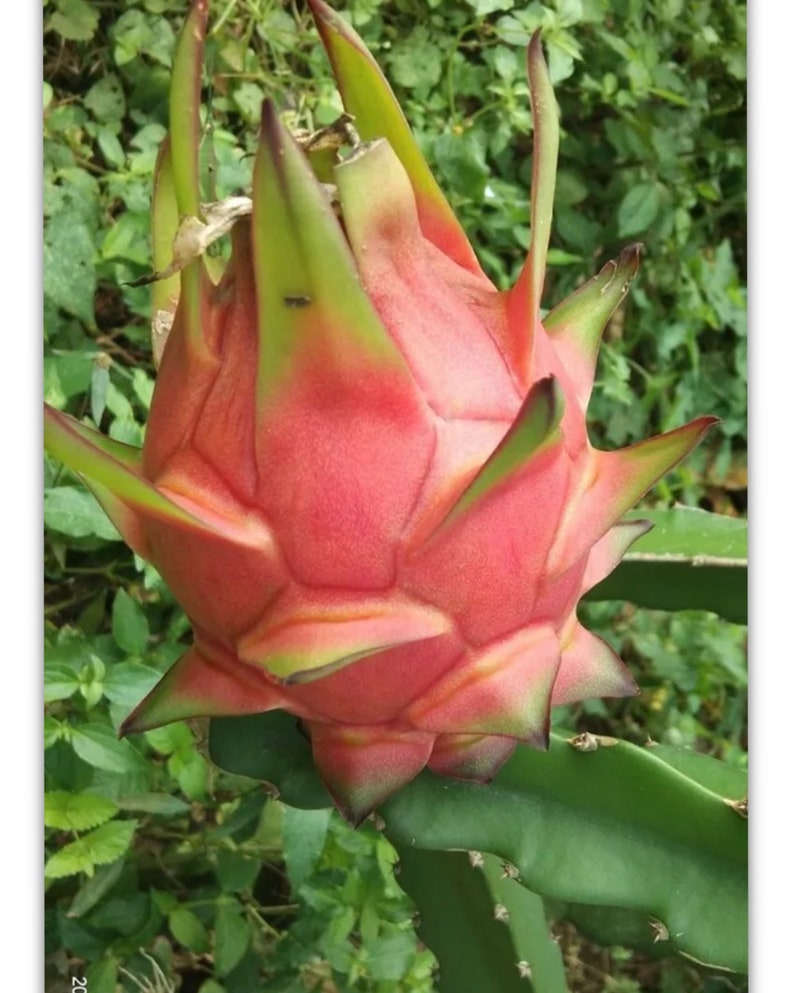 Dragon Fruit Cuttings 1ft - White Flesh Variety - 5 Pieces with Roots - Hylocereus undatus