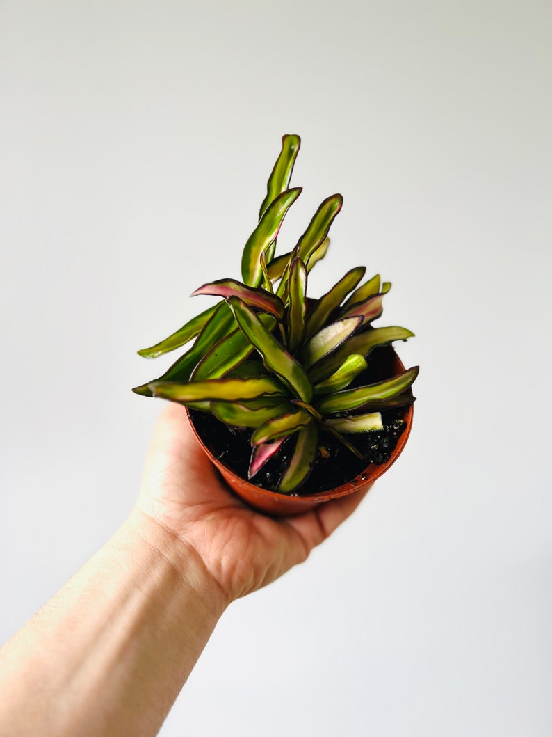 Hoya Kentiana Variegated - 4" Pot - Tricolor Tropical Wax Plant - Hoya carnosa
