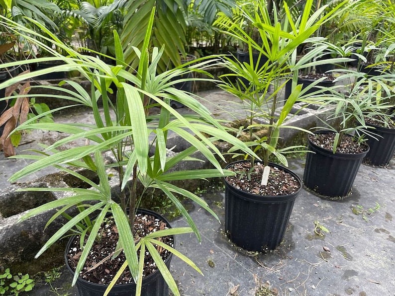 finger palm plant Rhapis Multifida Live Plant - Jade Palm Finger Palm - Tropical Indoor Plant
