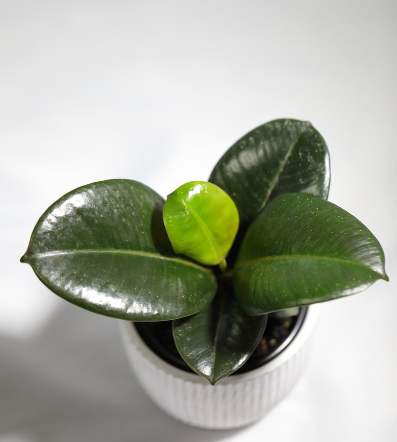 Burgundy Rubber Tree Plant - Ficus Elastica - Easy Care Indoor Houseplant - Unique Tropical Plant in 3" Pot