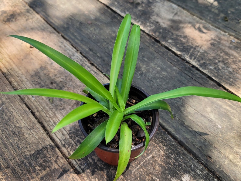 Green Clover Spider Plant 6-7 inches Chlorophytum comosum Easy Care Houseplant