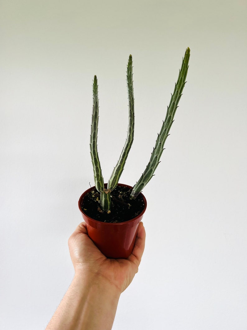 pickle plant succulent kleinia stapeliiformis Kleinia stapeliiformis, Pickle Plant 4" Potted Plant