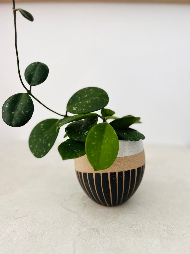 Barcelona Planter Pot - Modern Textured Stone with Black Stripes - 5", 7", 8.25" - Stylish Indoor Plant Container