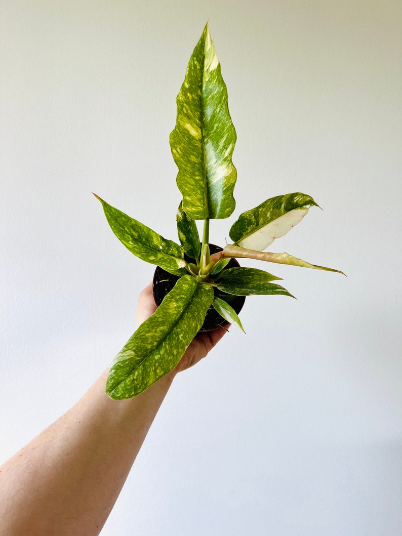 Philodendron Ring of Fire Live Plant in 4” Pot - High Variegation Aroid - Rare Houseplant (Philodendron 'Ring of Fire')