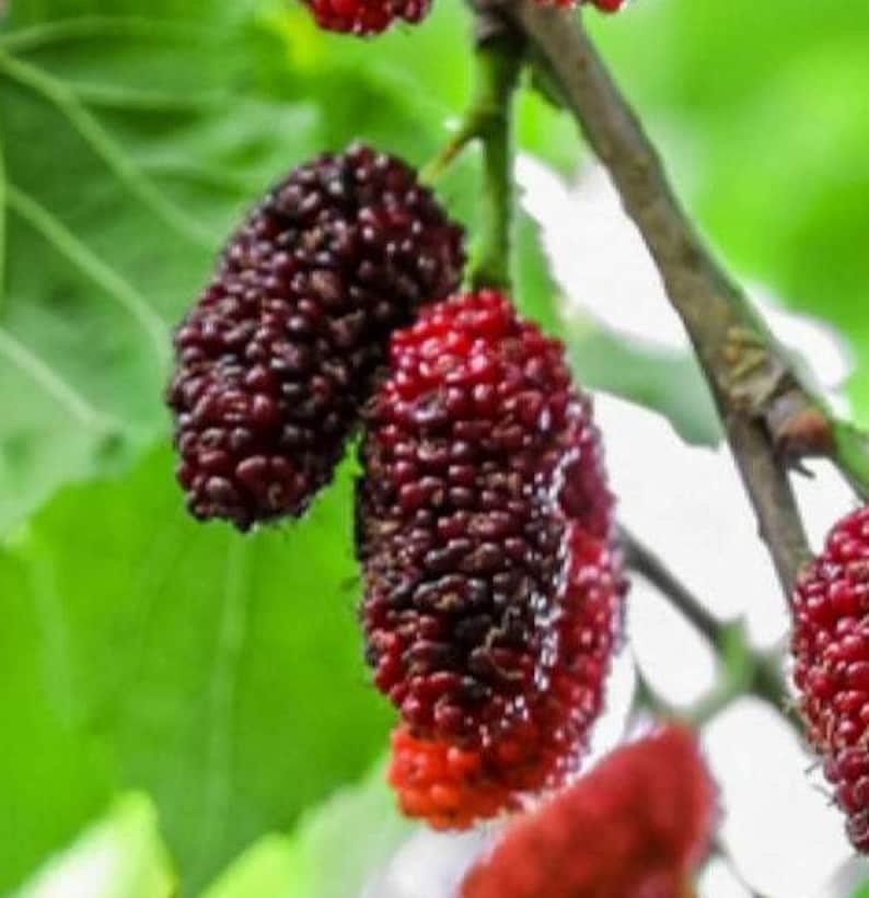 Red Mulberry Live Starter Plant 6-8 Inch Morus rubra Pesticide Free Non-GMO - Edible Fruit for Gardens
