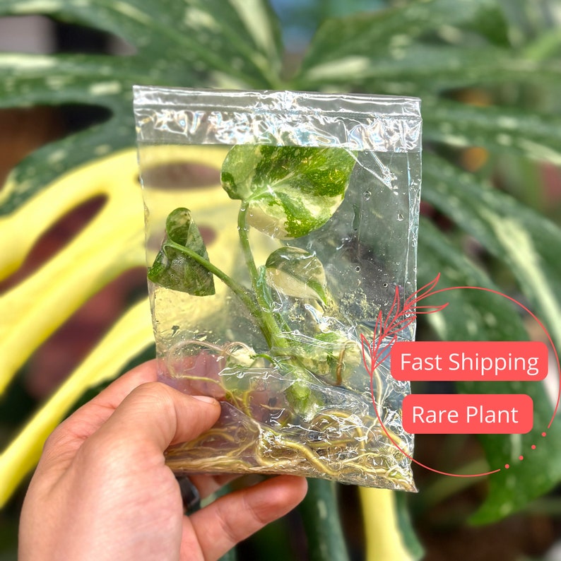Monstera Thai Constellation Large Tissue Culture Plant